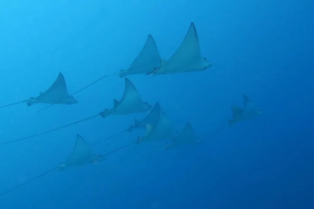 031 Group of manta rays gliding through clear blue ocean water in a coordinated line shift.