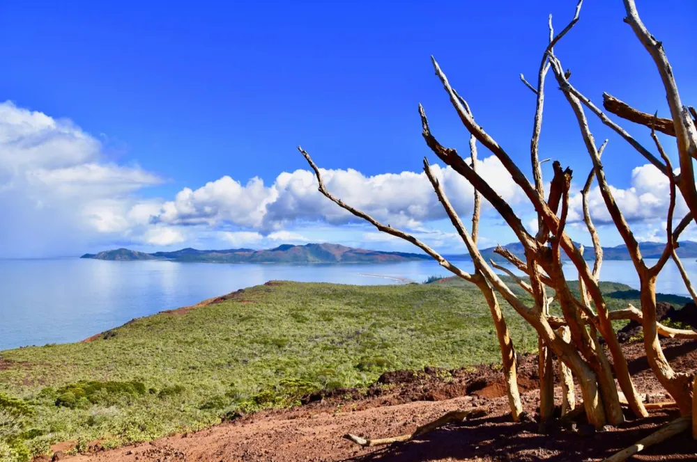 032 Coastal landscape with twisted, leafless tree branches in the foreground, green scrub, blue sea and distant islands under a bright sky.